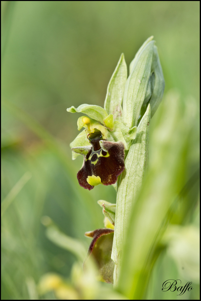 Ophrys holosericea subsp. holosericea (Burm.f.) Greutern -